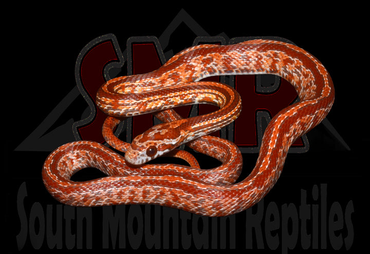 Lava Tessera 16" Male for sale by South Mountain Reptiles