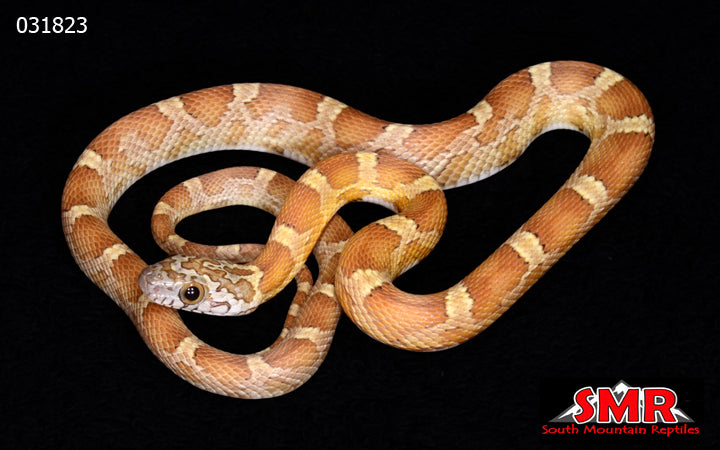 Honey 17" Female Corn Snake for sale by South Mountain Reptiles