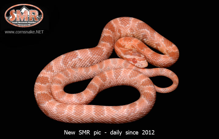 Salmon Snow 18" male for sale by South Mountain Reptiles