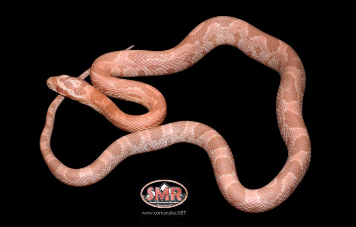 Coral Snow JMG 19" Male for sale by South Mountain Reptiles