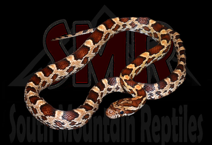 Het Butter 17" Female for sale by South Mountain Reptiles