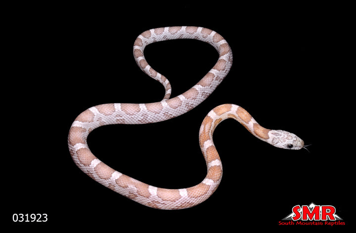 Sunkissed Ghost Corn Snake 20" Male for sale by South Mountain Reptiles