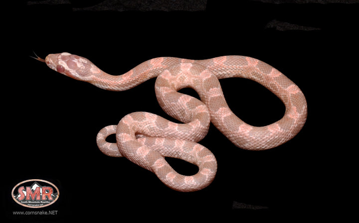 Coral Snow 13" Female for sale by South Mountain Reptiles
