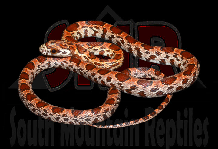 Sunkissed Okeetee 16" Female for sale by South Mountain Reptiles