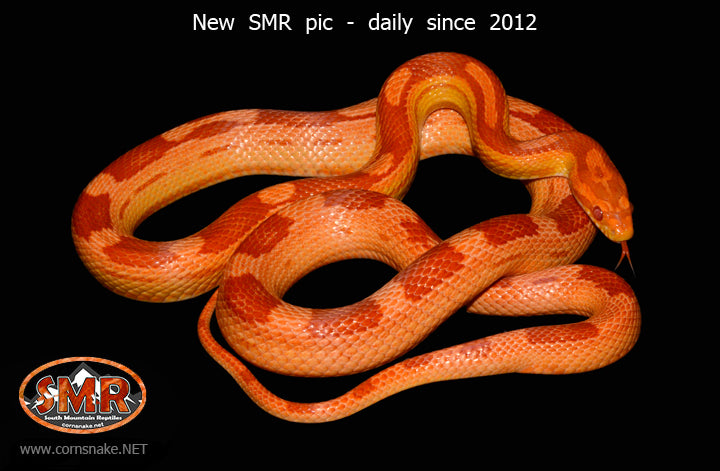 Amel Motley 33" female for sale by South Mountain Reptiles