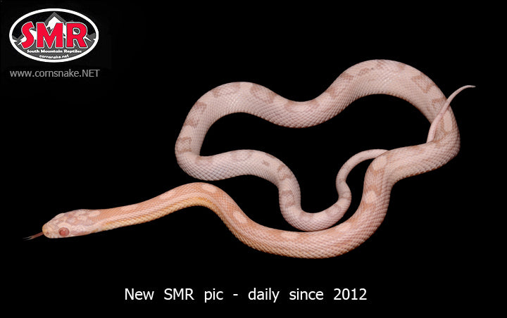 Snow Hurricane Motley for sale by South Mountain Reptiles