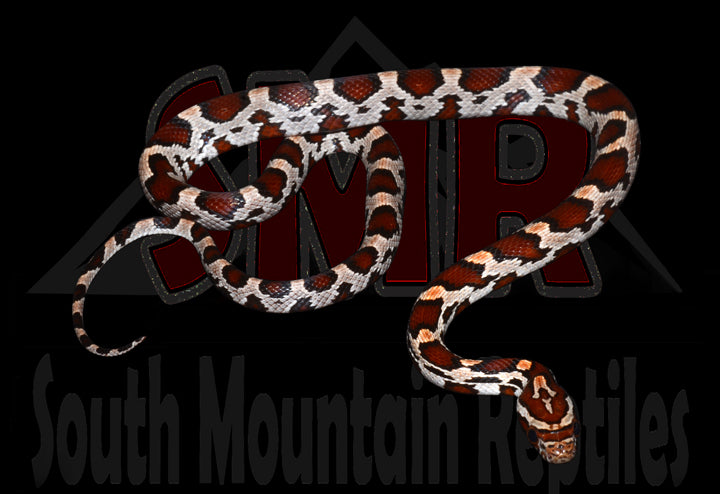 Miami Okeetee 17" Female for sale by South Mountain Reptiles