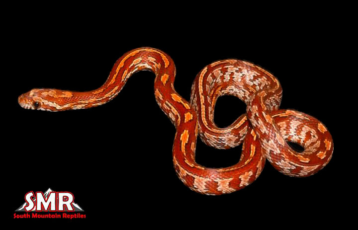 Tessera 18" Female for sale by South Mountain Reptiles