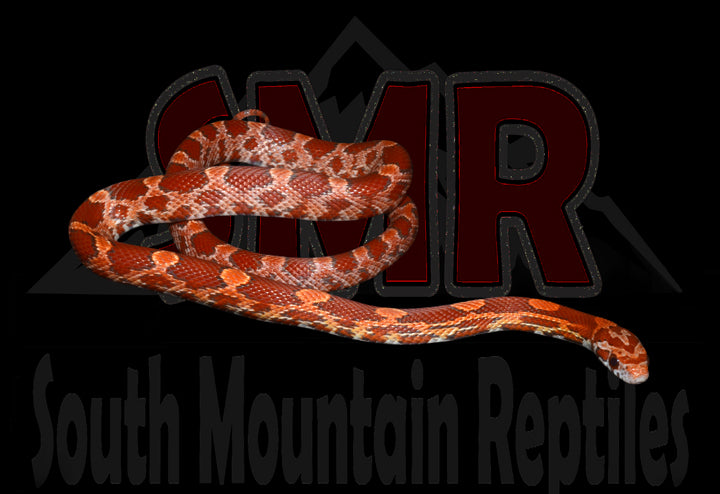 Lava 18" KINKED male for sale by South Mountain Reptiles