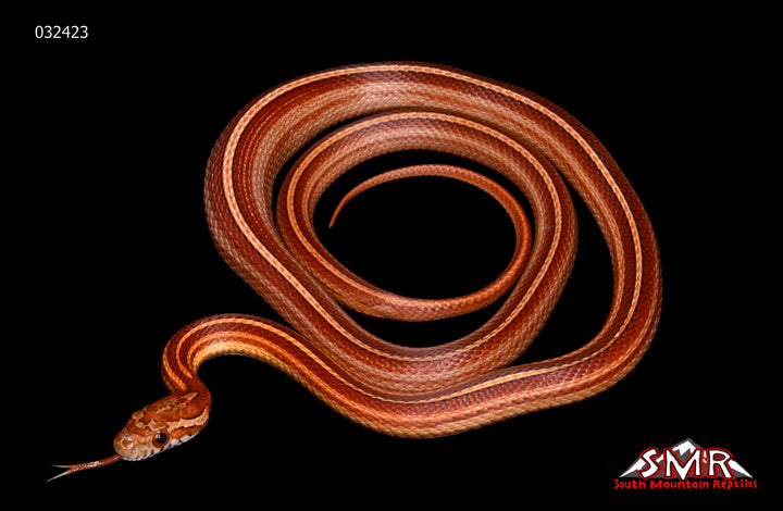 Tessera 26" Female for sale by South Mountain Reptiles