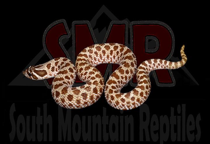Western Hognose 11" Female for sale by South Mountain Reptiles