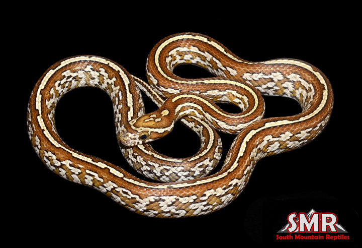 Caramel Tessera 18" Female for sale by South Mountain Reptiles