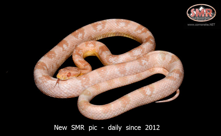 Coral Snow 26" male for sale by South Mountain Reptiles