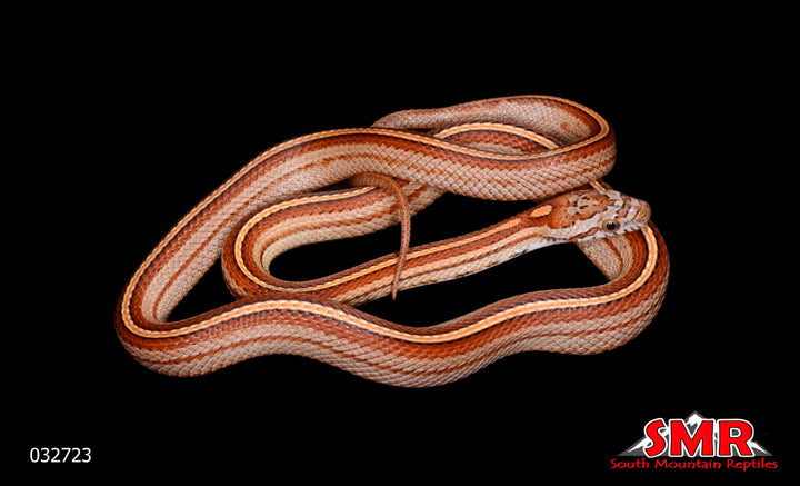 Tessera Motley 30" Female for sale by South Mountain Reptiles