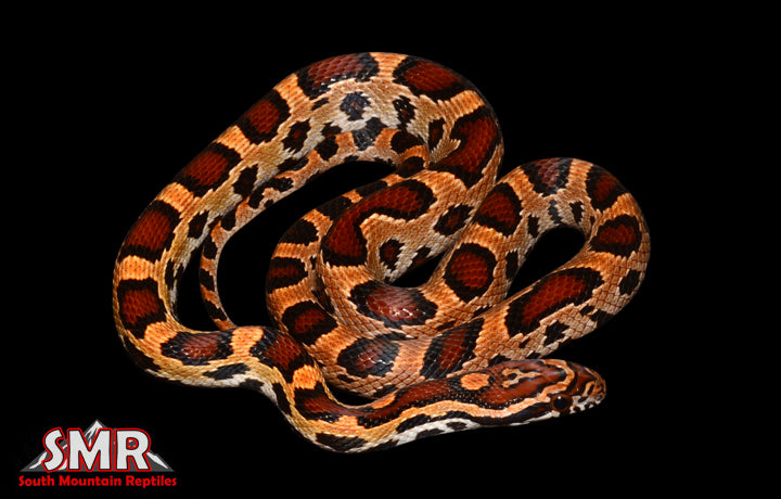Extreme Okeetee 18" female for sale by South Mountain Reptiles
