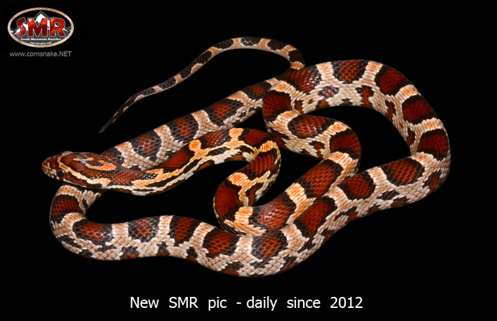 Buckskin Okeetee 21" female for sale by South Mountain Reptiles