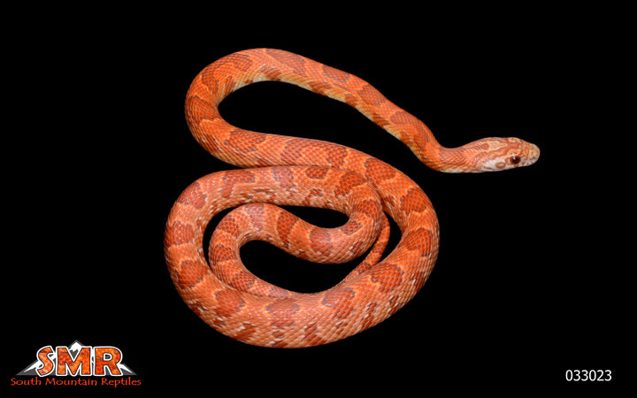 Sunkissed Strawberry 21" Male for sale by South Mountain Reptiles