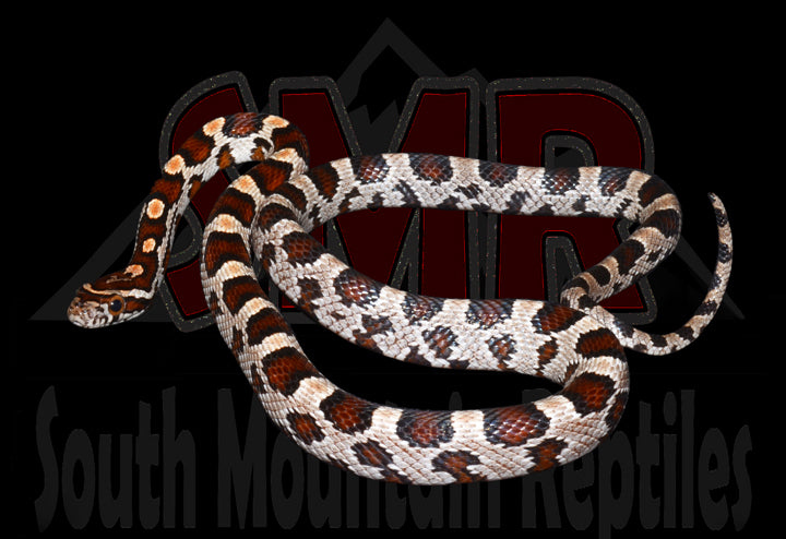 Buckskin Okeetee 18" male for sale by South Mountain Reptiles