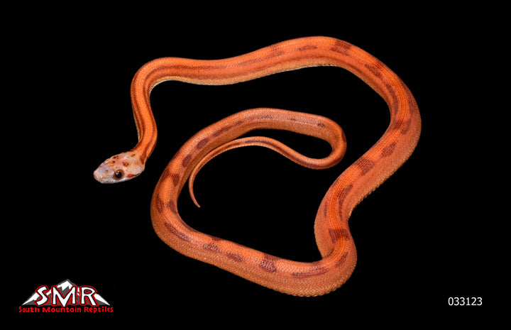 MicroscaleLESS 18" Male for sale by South Mountain Reptiles