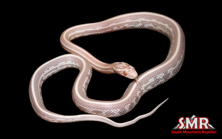 Snow Tessera 16" Male for sale by South Mountain Reptiles