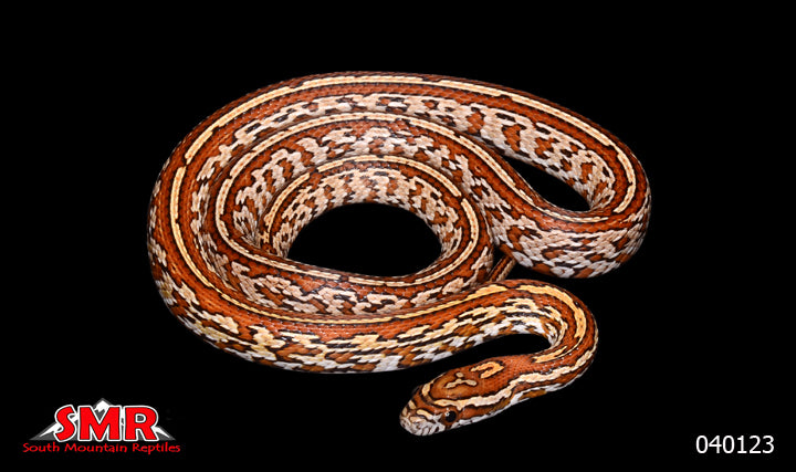 Tessera 25" Female for sale by South Mountain Reptiles