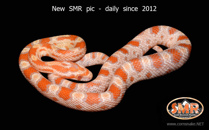 Creamsicle Okeetee 16" male for sale by South Mountain Reptiles