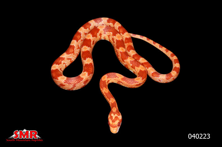 Red Factor Amel 19" Female for sale by South Mountain Reptiles