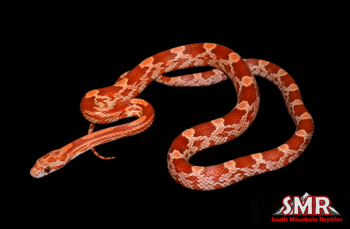 Lava 19" Male for sale by South Mountain Reptiles