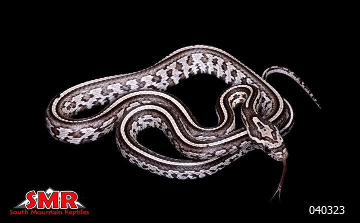 Anery Tessera 19" Male for sale by South Mountain Reptiles
