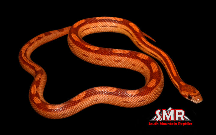 Motley Red Factor 18" Male for sale by South Mountain Reptiles