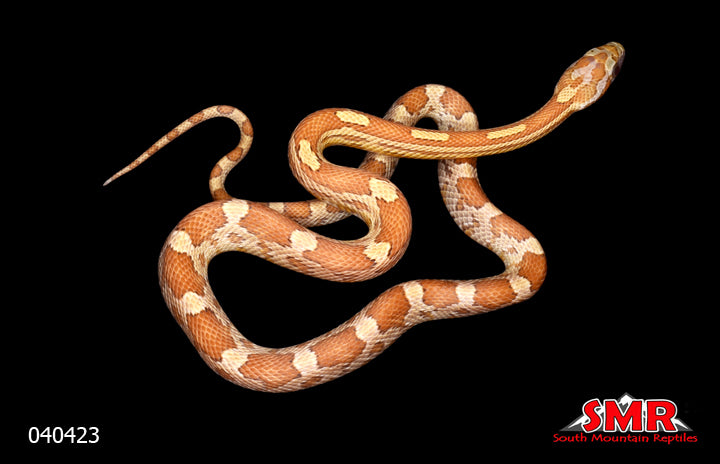 Caramel 16" Male for sale by South Mountain Reptiles