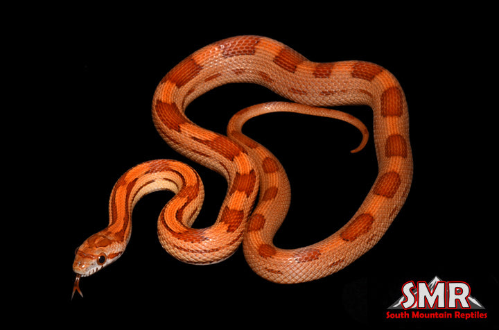 Striped 17" Female for sale by South Mountain Reptiles
