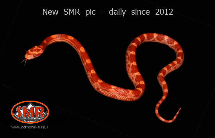 Sunglow Motley 11" female for sale by South Mountain Reptiles