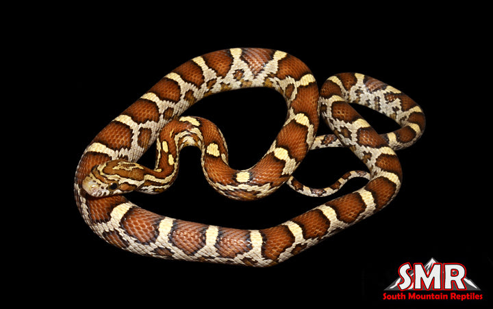 Caramel 18" Female for sale by South Mountain Reptiles