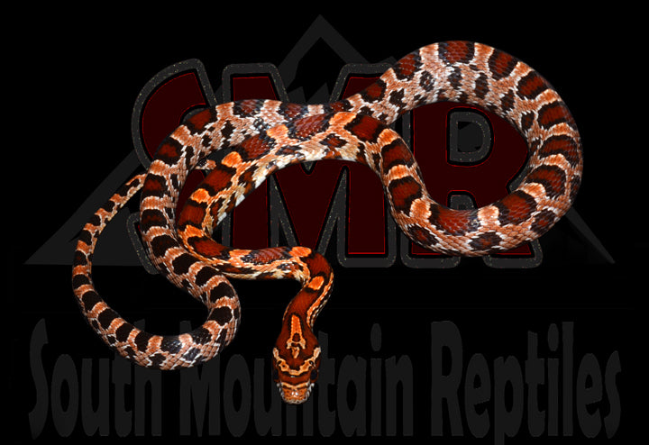 Okeetee 18" Female for sale by South Mountain Reptiles