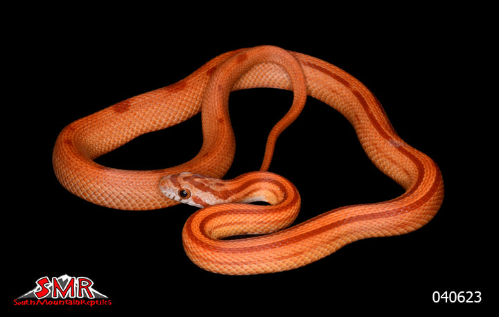 Striped Red Factor 18" Male for sale by South Mountain Reptiles