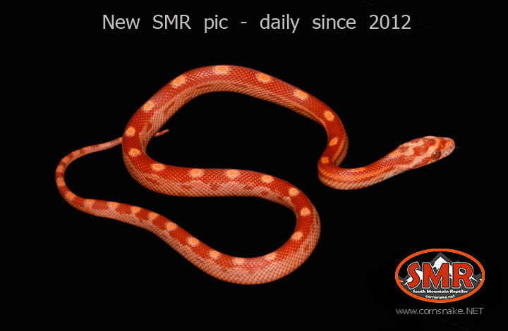 Sunglow Motley 11" male for sale by South Mountain Reptiles