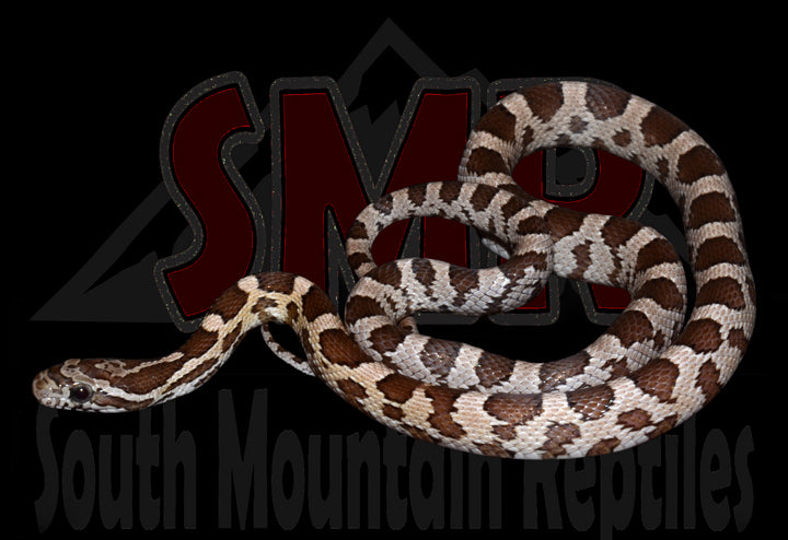 Ultramel Anery 18" male for sale by South Mountain Reptiles