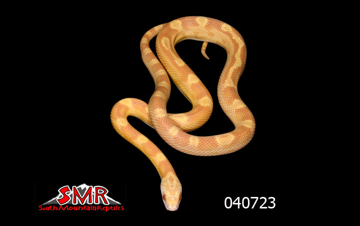 Saffron Motley 20" Male for sale by South Mountain Reptiles