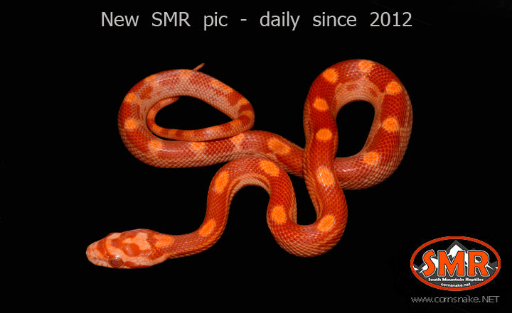 Sunglow Motley 10" male for sale by South Mountain Reptiles