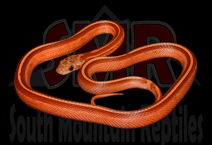 Bloodred Tessera 16" male for sale by South Mountain Reptiles