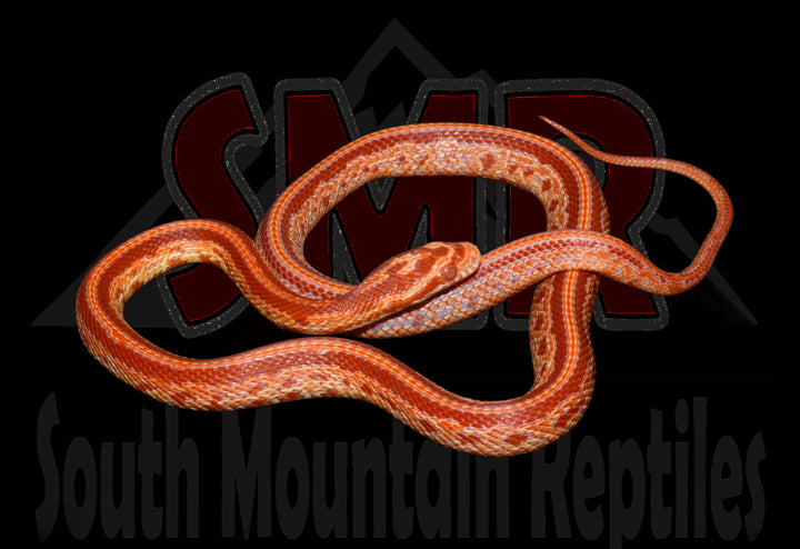 Cherry Amel Tessera 18" Male for sale by South Mountain Reptiles