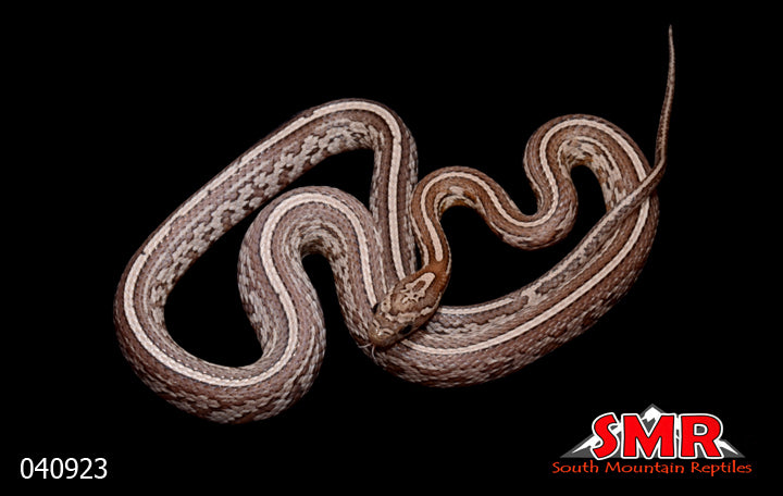 Anery Tessera 22" Female for sale by South Mountain Reptiles