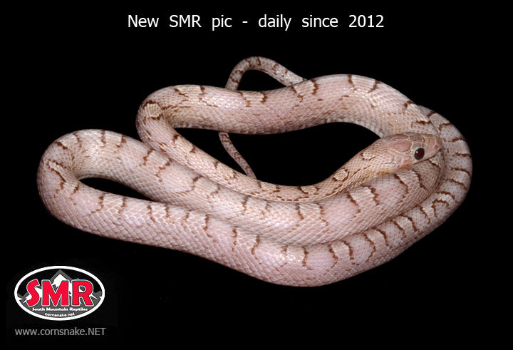 Hypo Pewter 20" male for sale by South Mountain Reptiles