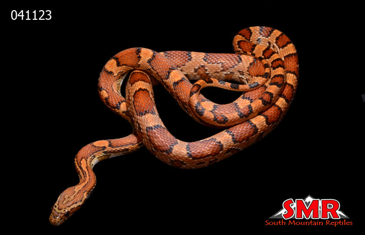 Buckskin Okeetee 28" Male for sale by South Mountain Reptiles