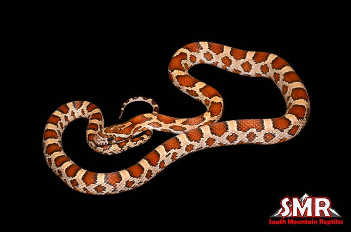 Buckskin Okeetee 19" Female for sale by South Mountain Reptiles