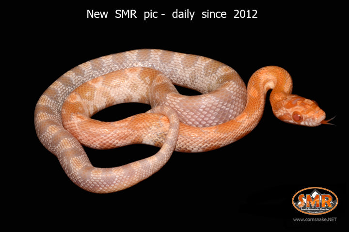 Mandarin Corn 13" male for sale by South Mountain Reptiles
