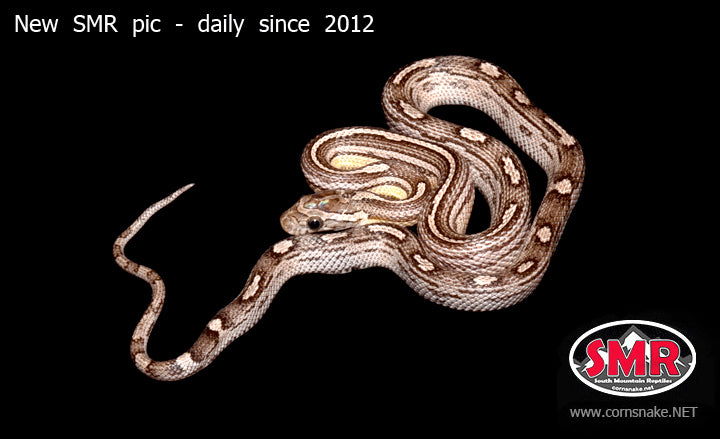 Anery Hurricane Motley 16" female for sale by South Mountain Reptiles