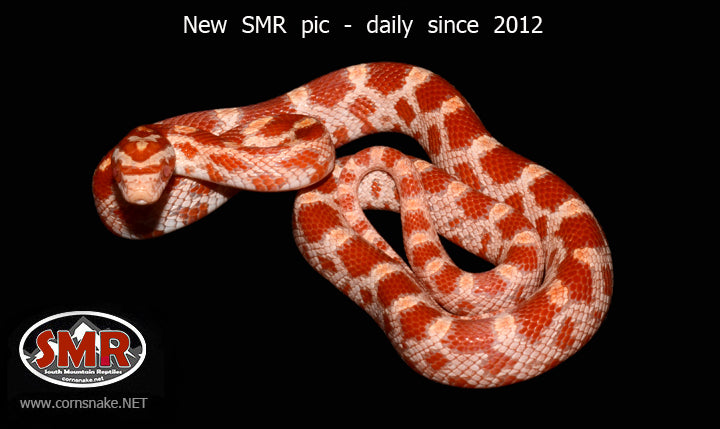 Amel 16" female for sale by South Mountain Reptiles