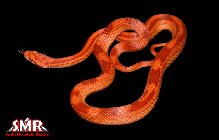 Red Factor Amel Motley 20" Male for sale by South Mountain Reptiles